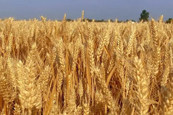 小麦的密度，不同级别的密度不同