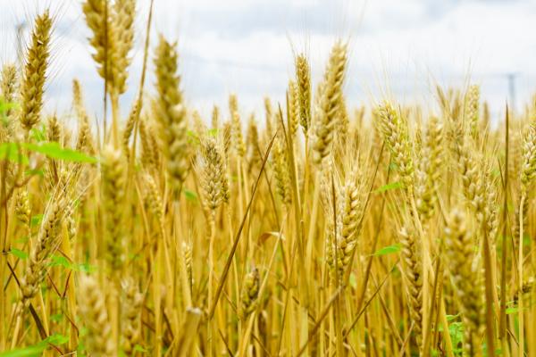 小麦的密度，不同级别的密度不同