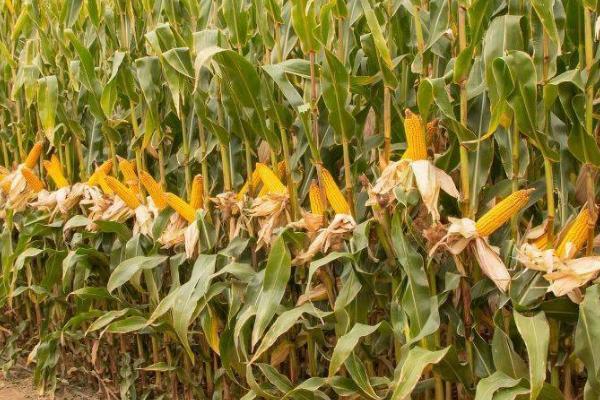 禾田5号玉米种的特征特性，夏播平均生育期为107天