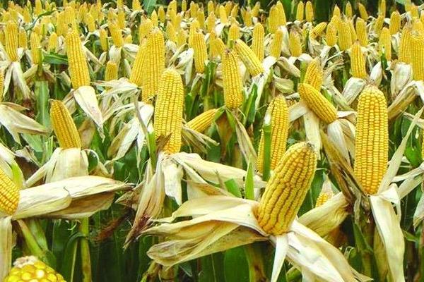 禾田5号玉米种的特征特性，夏播平均生育期为107天