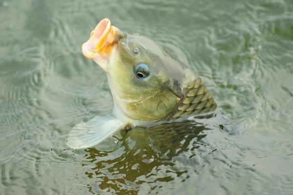 垂钓大河里面的鲤鱼怎么搭配饵料，可使用麦麸、豆面、菜籽饵等材料进行配制