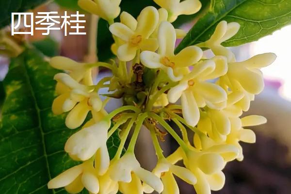 日香桂和四季桂的区别，叶片、枝条和花色均不同