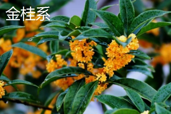 日香桂和四季桂的区别，叶片、枝条和花色均不同