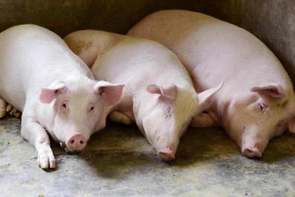 如何快速治疗猪水肿病，可让病猪内服诺氟沙星、或肌注硫酸庆大霉素