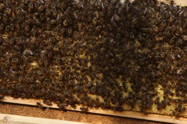 蜜蜂造出王台后过多久出现新蜂王，通常需要16天左右
