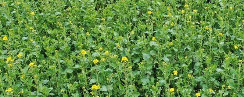 油菜种植区肥料技巧，根据土壤肥力条件来施肥