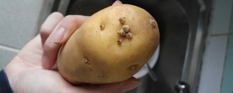 土豆发芽了还能吃吗，发芽且出现了黑斑腐烂现象便不能食用
