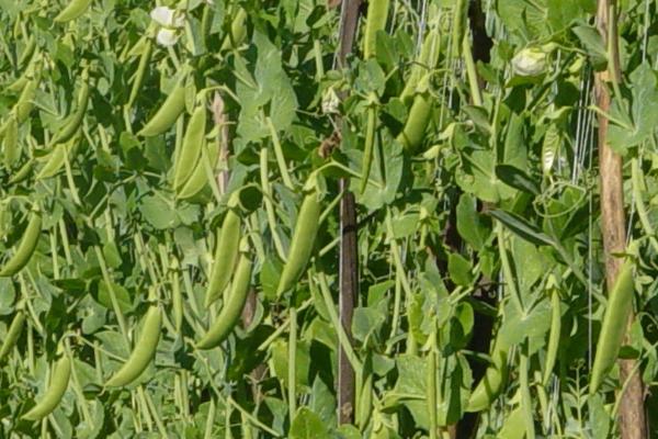 豌豆怎样种植，要先进行催芽