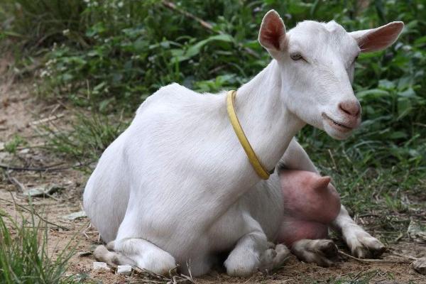 奶羊要下崽了有什么症状，通常会出现肚子下垂、奶涨大等