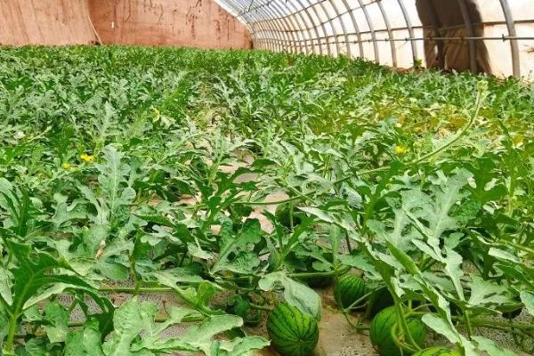 大棚种植西瓜的丰产方式，可轮作套作、嫁接栽培或绑蔓搭架