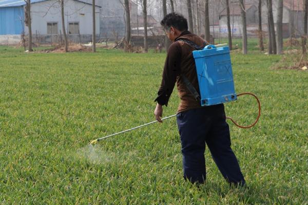 小麦蚜虫的防治方法，分为农业、生物、化学防治