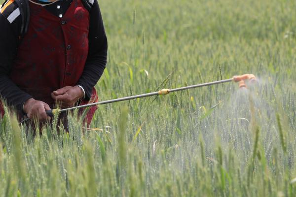 小麦蚜虫的防治方法，分为农业、生物、化学防治