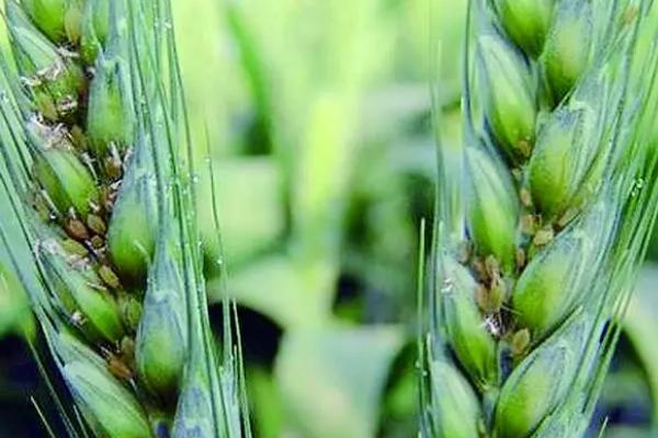 小麦蚜虫的防治方法，分为农业、生物、化学防治