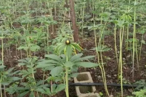 重楼的种植效益，每年基本都是供不应求