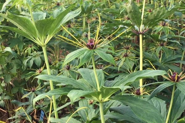 重楼的种植效益，每年基本都是供不应求