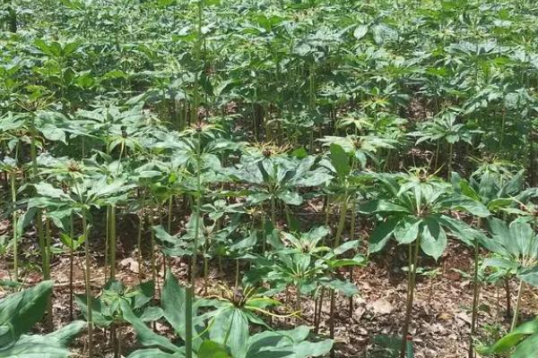 重楼的种植效益，每年基本都是供不应求