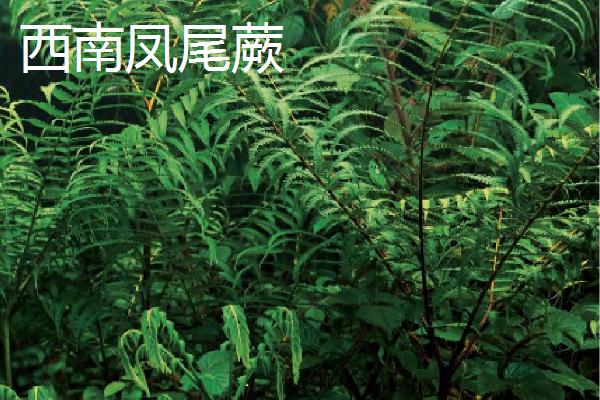凤尾蕨的种类，种类繁多各具特色