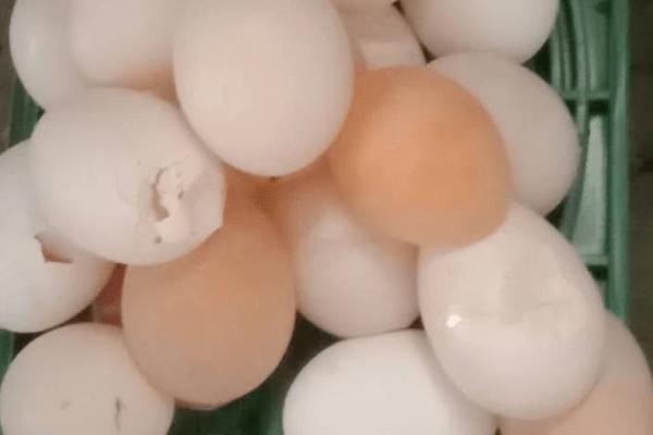 鸡下软壳蛋怎么办，可在饲料中添加蛋壳粉、碳酸钙粉