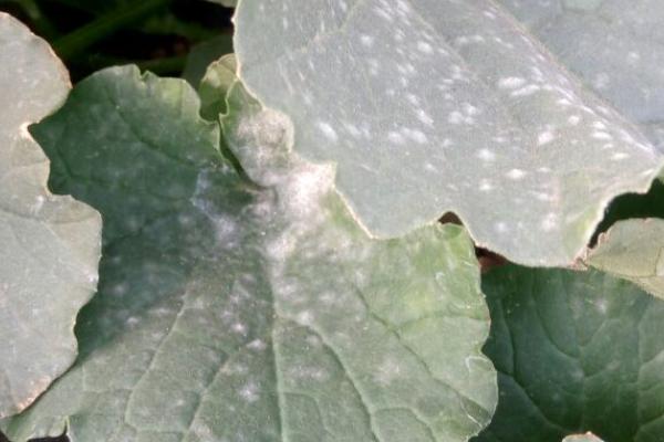 南瓜白粉病症状，主要危害叶片、叶柄和茎