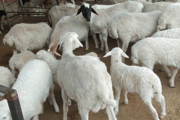 山东养羊基地在哪里，在山东省济宁市嘉祥县畜牧开发区