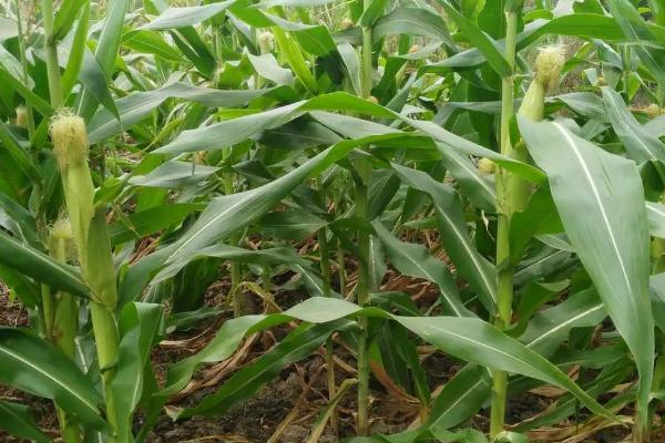 高油玉米相关介绍，含油量较高、属于高附加值玉米品种