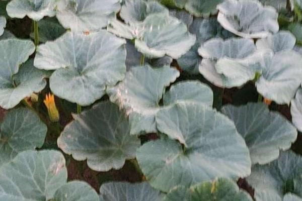 南瓜白粉病症状，主要危害叶片、叶柄和茎