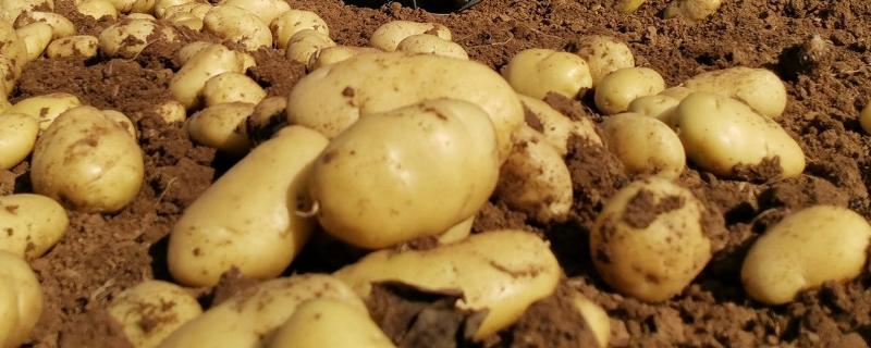 马铃薯的生长条件，选择微酸性砂壤土种植为佳