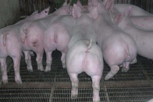 仔猪出生两天后为什么会腹泻，可能是母猪奶水中母源抗体不足