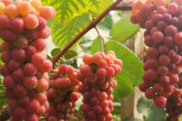 红玫瑰葡萄相关介绍，具有色泽鲜艳、皮薄肉嫩等特点