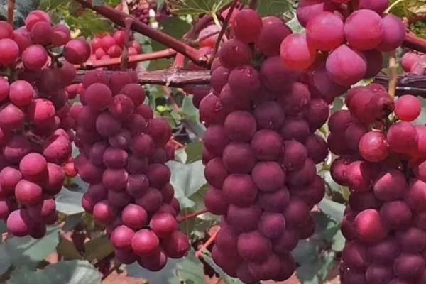 红玫瑰葡萄相关介绍，具有色泽鲜艳、皮薄肉嫩等特点