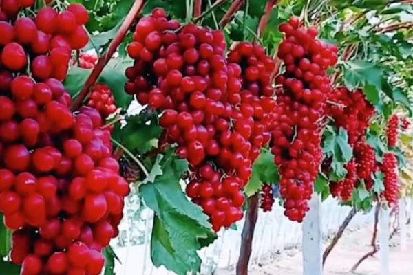 红玫瑰葡萄相关介绍，具有色泽鲜艳、皮薄肉嫩等特点