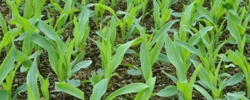 夏玉米苗期管理技术，重点是加强水肥管理和病虫草害防治