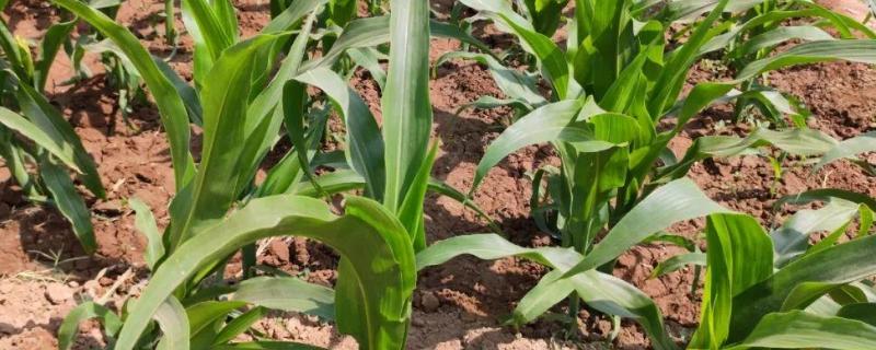思农218玉米种子特征特性，适宜密度为每亩4500株左右