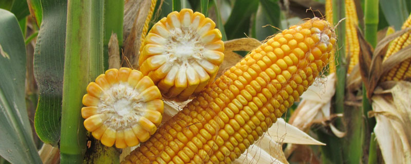 禾丰饲玉6号玉米种子介绍，适宜密度为每亩4500株左右
