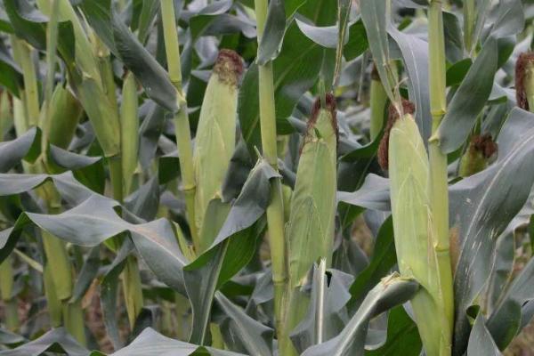 思农218玉米种子特征特性，适宜密度为每亩4500株左右