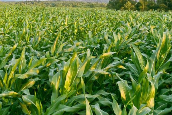 金玉313玉米种子简介，适宜密度为每亩5000株左右