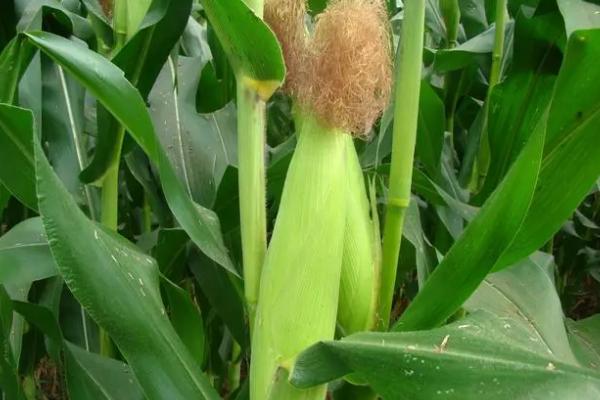 登海DT1819玉米种子简介，适宜密度为每亩4500株左右