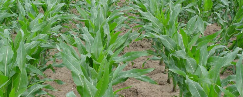 文玉173玉米种子特征特性，适宜密度为每亩5500株左右