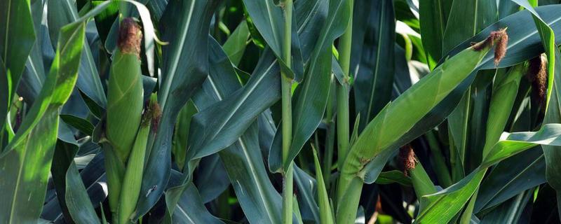莱科黄糯828玉米种子简介，适宜密度为每亩4500株左右