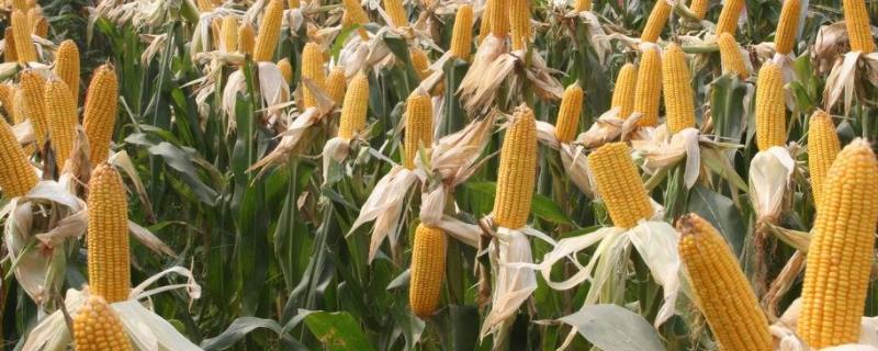 登海DT1819玉米种子简介，适宜密度为每亩4500株左右