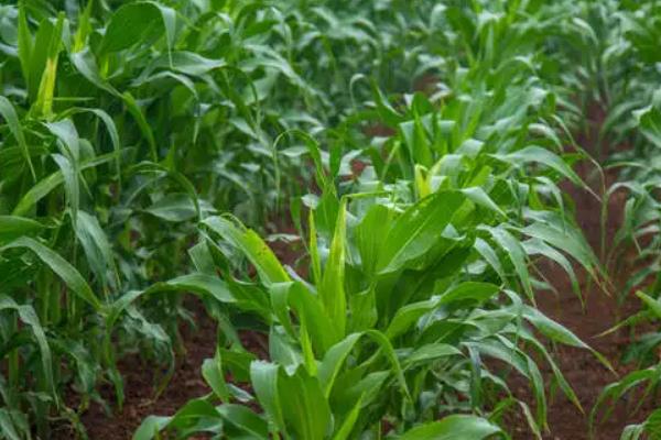 山农甜糯3号玉米种子介绍，适宜密度为每亩4000株左右