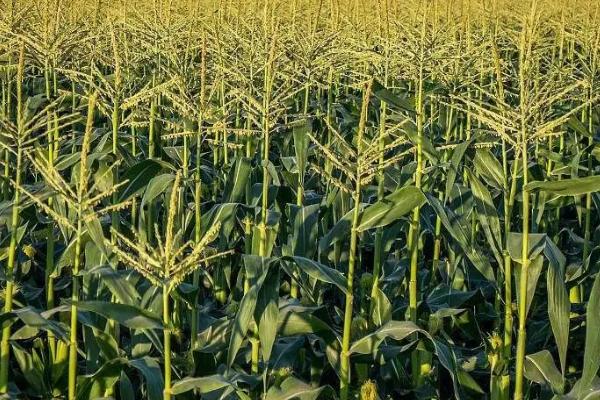山农甜糯3号玉米种子介绍，适宜密度为每亩4000株左右