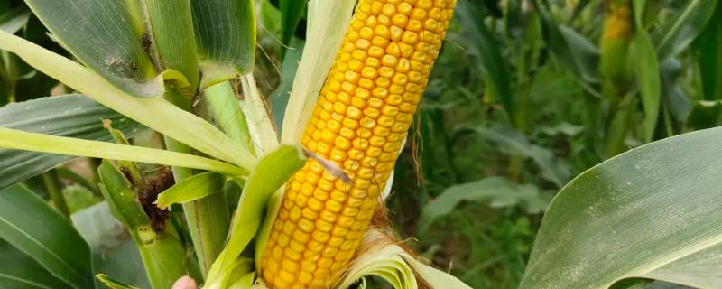 鲁单522玉米种子介绍，适宜密度为每亩5000株左右