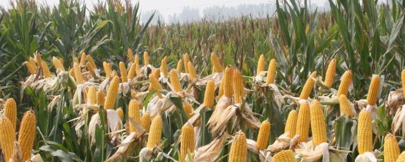 鲁单507玉米品种简介，适宜密度为每亩4500株左右