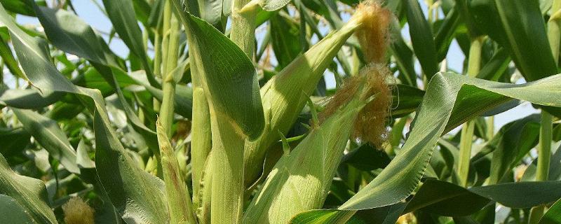 德迪905玉米品种的特性，适宜密度为每亩5000株左右