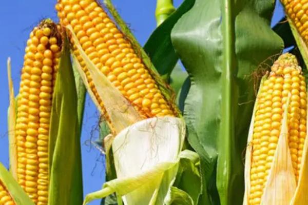 德迪905玉米品种的特性，适宜密度为每亩5000株左右