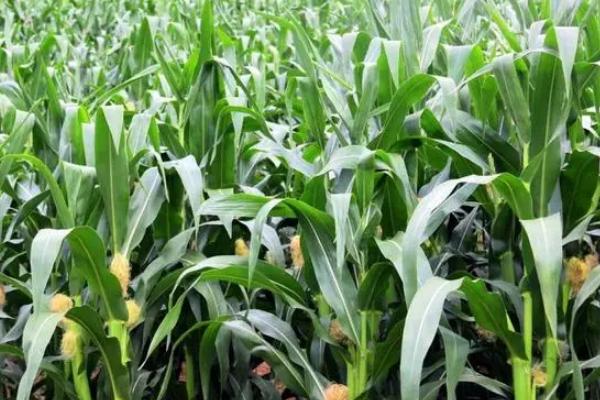 恩禾单1号玉米品种简介，中抗大斑病和茎腐病