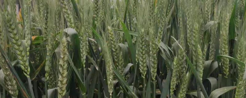 中科糯麦258小麦种简介，适时防治白粉病和赤霉病
