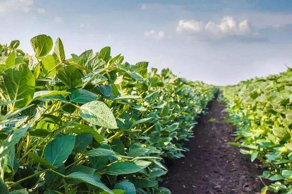 浙农2号大豆品种的特性，花荚期注意防治豆荚螟及鼠害