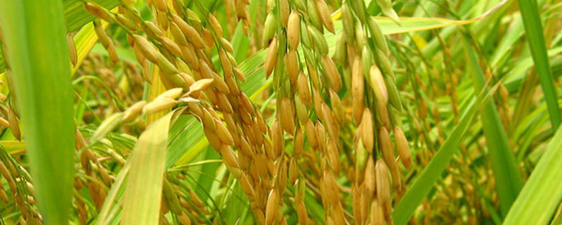 雅8优2115水稻品种简介，该品种基部叶叶鞘绿色